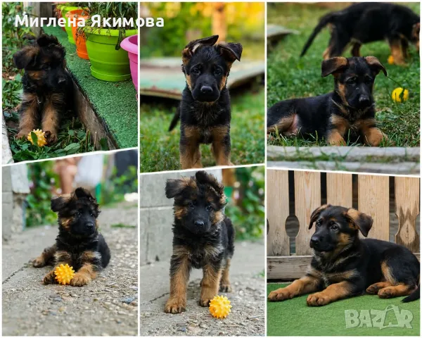 Чистокръвни немски овчарки 