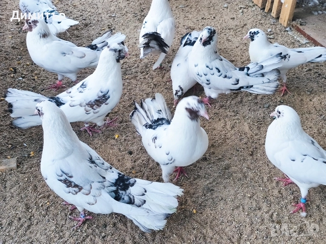 Чифт закъртени гълъби 