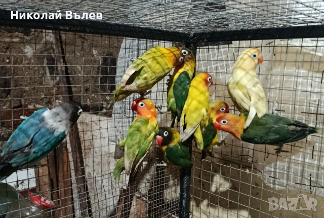 Неразделки 