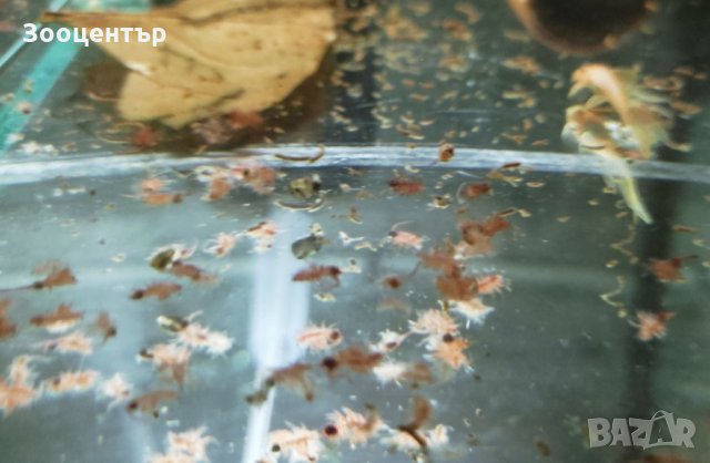 Замразена артемия- майки