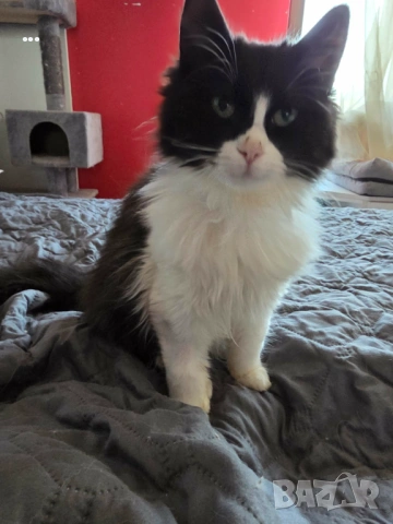 Продавам ангорско коте, снимка 2 - Ангорски - 53656783