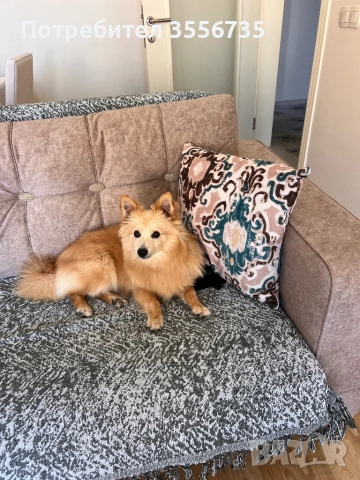 Момче на 7 месеца, снимка 2 - Немски шпиц - 52676167