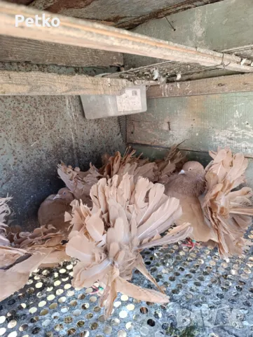 Продавам фенерлии, снимка 7 - Гълъби - 50149773