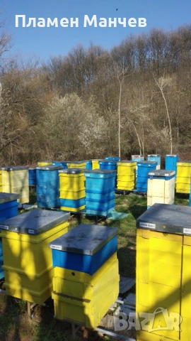 Продавам пчелни семейства, снимка 4 - Други - 53467376