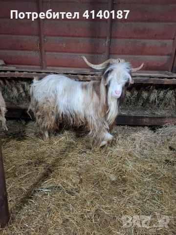 продавам пръч на две години дългокосмест 