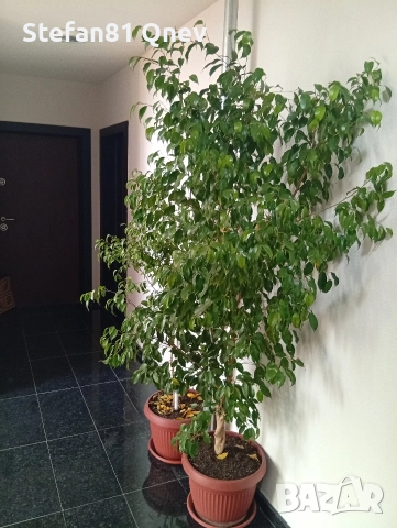 Вечно зелено, Бенджамин , снимка 3 - Декорация за дома - 52953332