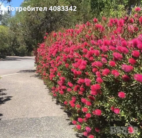 Калистемон червен