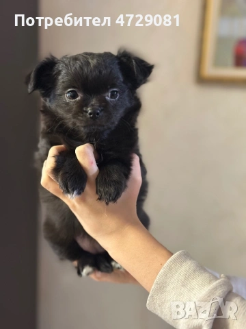 Чистокръвно дългокосместо чухуахуа, снимка 6 - Чихуахуа - 53368569