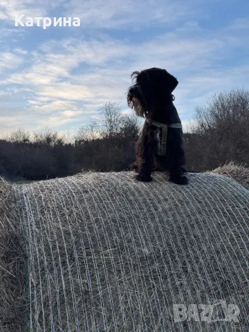 Женски Schnocker/Шнокер (микс с кокер шпаньол) си търси мъж, снимка 4 - Други - 48058192
