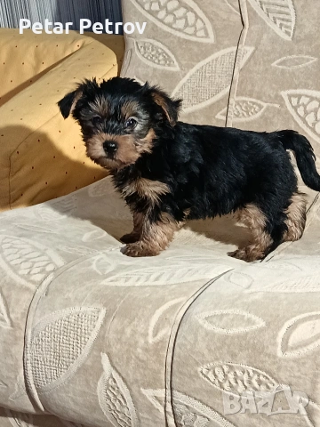 Йоркширски териер 