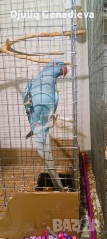 Продавам Малък Александър с голяма клетка, снимка 5 - Папагали - 56411343