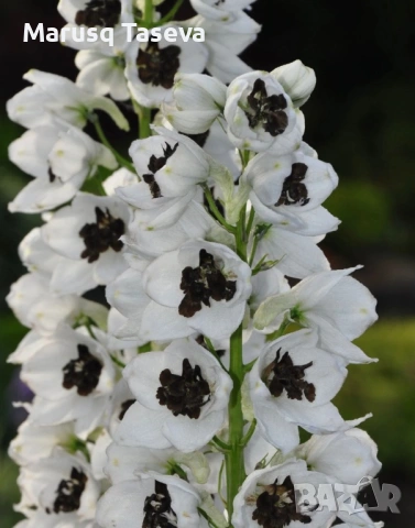 Делфиниум -10 вида , снимка 15 - Градински цветя и растения - 53818064