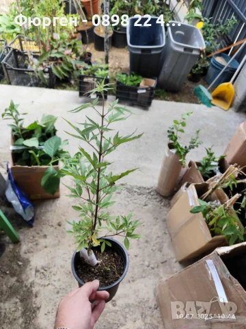 Дърво на целомъдрието (Vitex agnus castus) АВРАМОВО ДЪРВО, ВИТЕКС АГНУС КАСТУС, снимка 13 - Разсади - 46564154