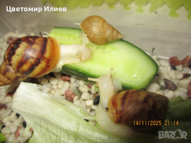 Гигантски Африкански охлюви, снимка 8 - Други животни - 51624191