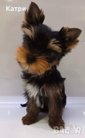 Йорки / Йоркширски териер, снимка 4 - Йоркширски териер - 48384249