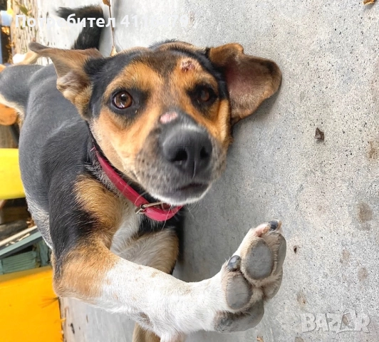 Куче в спешна нужда от нов дом, снимка 13 - Други - 52942967