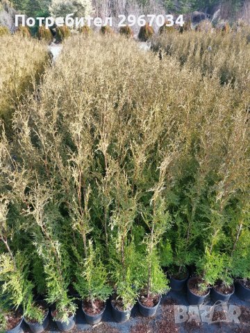 туя фастигията 1 метър цена 5лева , снимка 2 - Градински цветя и растения - 44199562