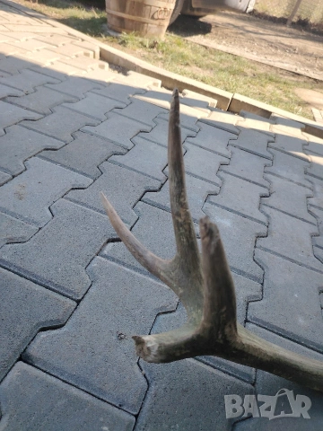 Еленов рог, снимка 4 - Декорация за дома - 53710108