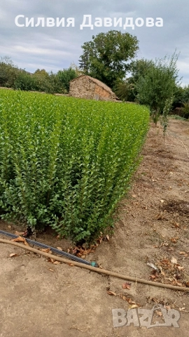 0.70лв. Лигуструм , снимка 7 - Други - 51886291