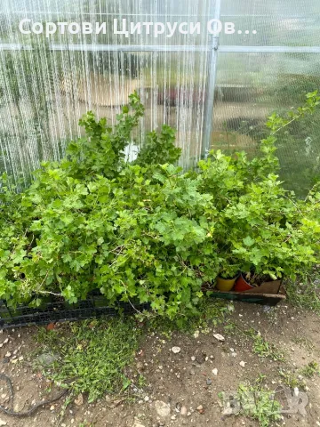 Цариградско Грозде Червено Жълто Зелено, снимка 2 - Градински цветя и растения - 50301138