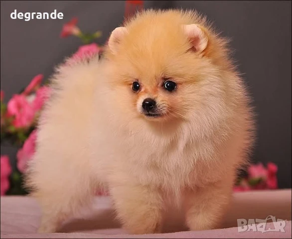 Златисти мъжки и женски бебета Померан, снимка 7 - Померан - 51198870