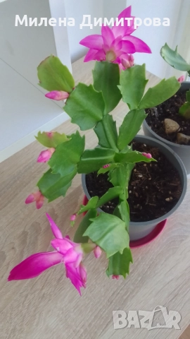 Шлумбергера ( Коледниче), снимка 8 - Стайни растения - 52262702