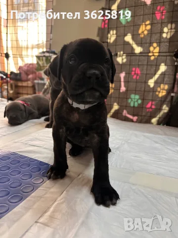 Кане Корсо - Cane Corso кученца, снимка 6 - Кане корсо - 55834113
