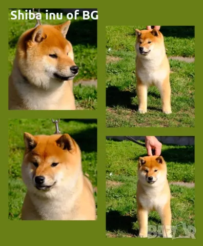 Бебета шиба ину с родословия!, снимка 1