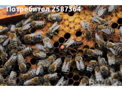 Пчелни майки и отводки рег. Номер 5567-0278 , снимка 3 - За пчели - 32094069