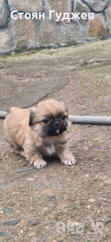  пекинезчета, снимка 4 - Пекинез - 53221818