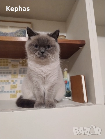 Британка колорпойнт си търси приятел британец, снимка 4 - Британска късокосместа - 51197439