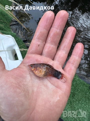 Плата , Молинезия , Гупи , Хелери , снимка 16 - Рибки - 51471426