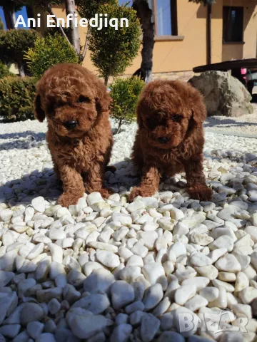 Пудел Той/Poodle Toy, снимка 8 - Пудели - 55990228