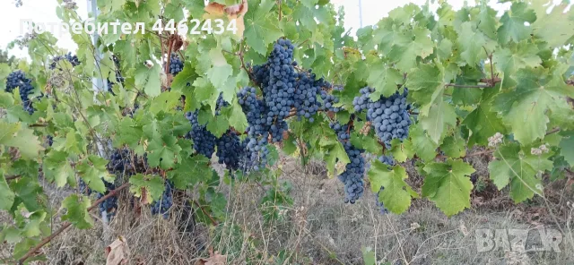 Продавам грозде Каберне Фран, снимка 8 - Други - 56307900