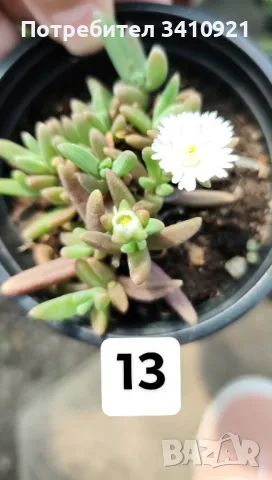 Делосперма 4 цвята, снимка 4 - Градински цветя и растения - 48993391