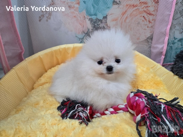 Мини Померанче 