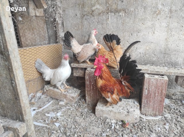 Продавам кокошки шабо, снимка 4 - Кокошки и пуйки - 42672689
