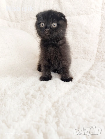 не са красиви те просто са уникални, снимка 3 - Британска късокосместа - 53773762