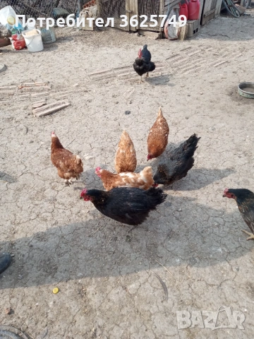 кокошки, снимка 9 - Кокошки и пуйки - 53858497