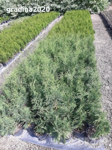 Западна туя Фастигиата, снимка 5 - Разсади - 52830327