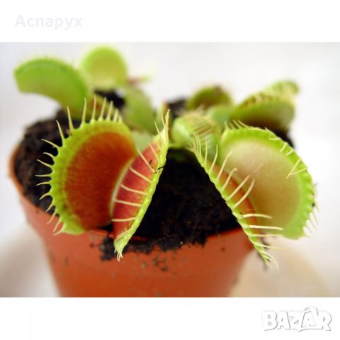 Венерина мухоловка Насекомоядно растение хищник, снимка 2 - Стайни растения - 39623615