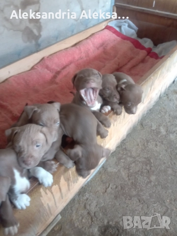 Продавам породисти питбулчета, снимка 6 - Питбул - 52281077