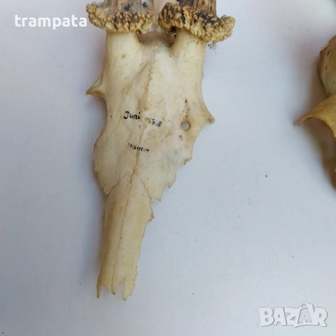 НАЙ ДОБРАТА ОФЕРТА Стари Немски Трофей, рога Сръндаг , снимка 7 - Антикварни и старинни предмети - 53710820