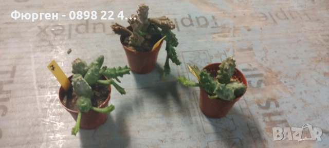 Стапелия (Stapelia) – Пиарантус и Вариагата 🌵⭐, снимка 3 - Разсади - 51010518