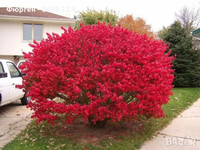 Oгнен храст - Euonymus alatus, снимка 4 - Разсади - 55709563
