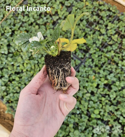 Разсад целогодишни ягоди, снимка 4 - Разсади - 53214370