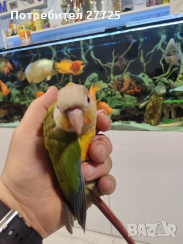 Пирура Молина Ананас , снимка 3 - Папагали - 52628088