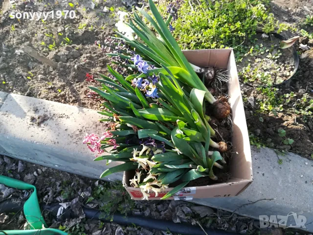 ЗЮМБЮЛИ В САКСИЯ С ПОЧВА 25ЛВ ЗА ЕДИН С ЛУКОВИЦА 1404250825, снимка 7 - Градински цветя и растения - 49886619
