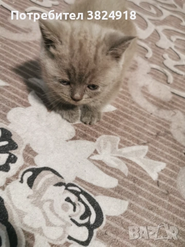 Британска късокосместа