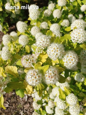 Физокарпус жълт, Physocarpus opulifolius ‘Dart’s Gold’, снимка 7 - Градински цветя и растения - 39879732